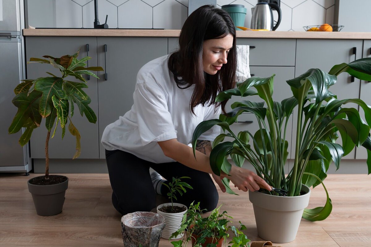 Aer plante