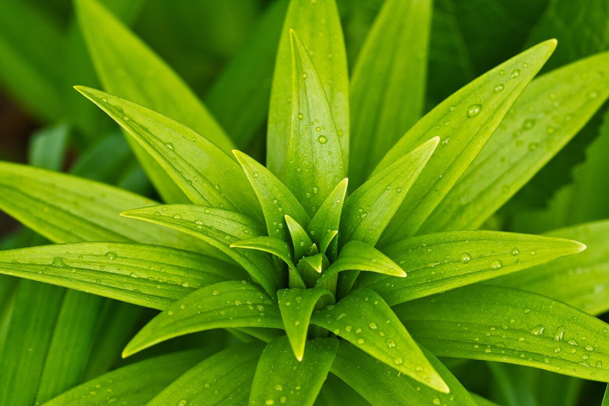Plantele care îți curăță aerul în casă fără efort