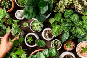 Plantele care îți curăță aerul în casă fără efort
