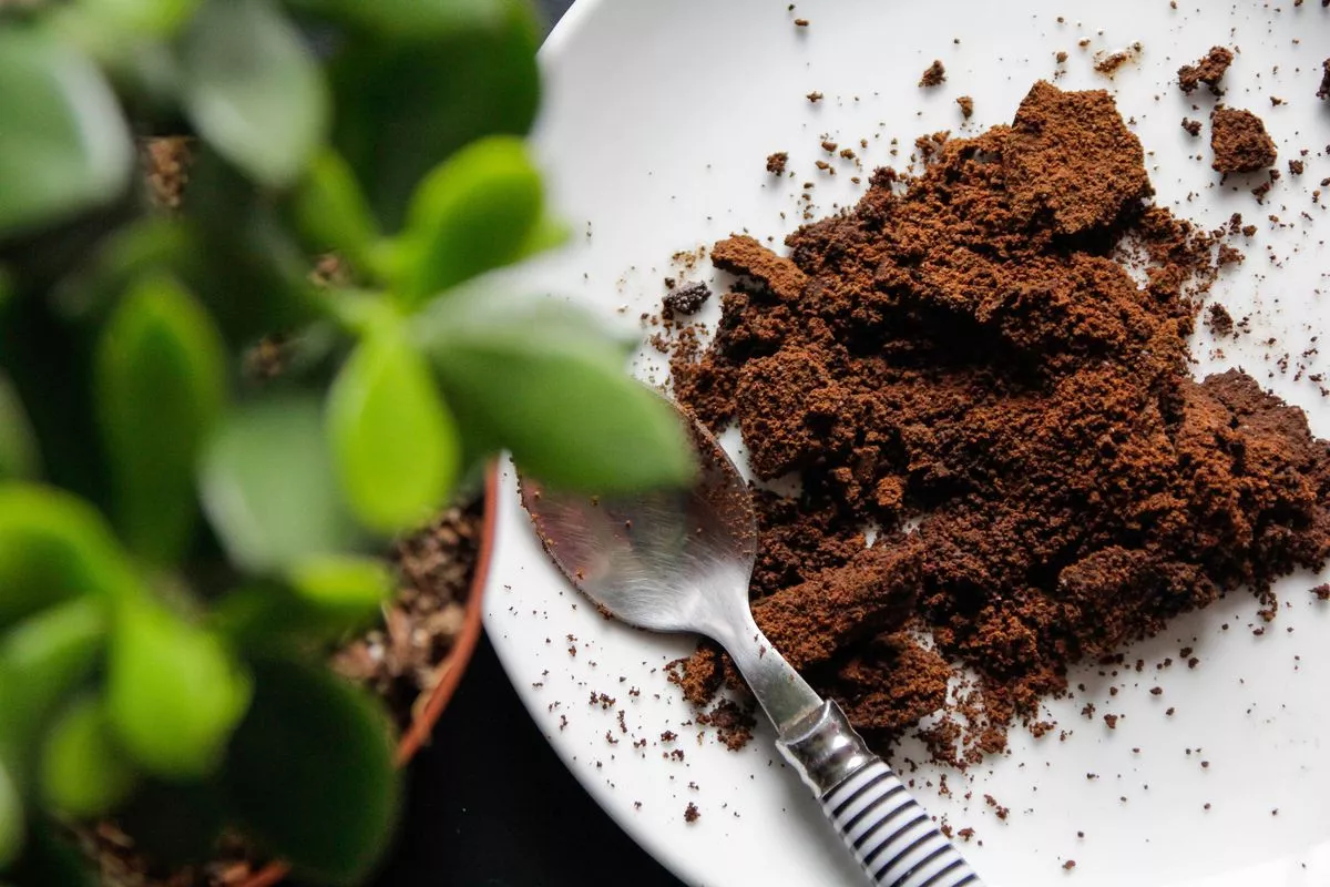 Ce se întâmplă dacă arunci zațul de cafea în grădină: Beneficii surprinzătoare și sfaturi utile