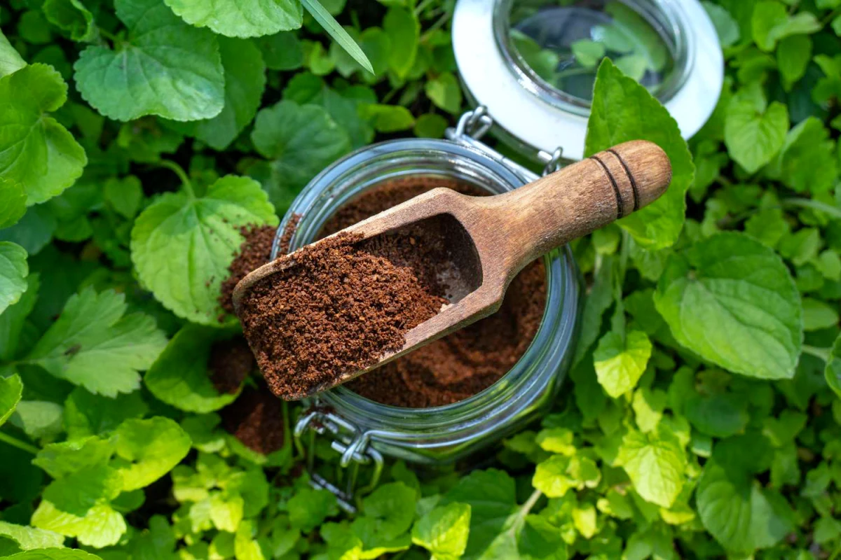 Ce se întâmplă dacă arunci zațul de cafea în grădină: Beneficii surprinzătoare și sfaturi utile