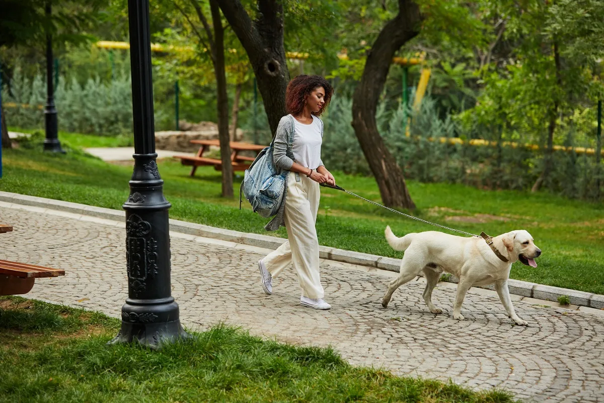 Cât trebuie să plimbi câinele ca să fie fericit: Ghidul complet