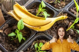 Trucul cu coajă de banană care dă luciu frunzelor