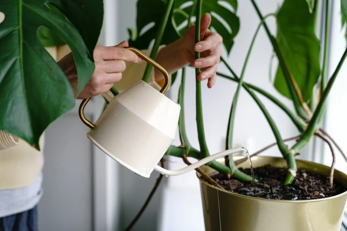 plante