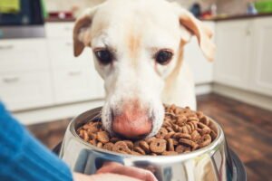 Hrana care pare sănătoasă, dar îi face rău câinelui
