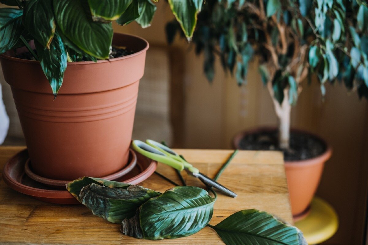 Greșeala care îți omoară planta preferată și cum să o eviți