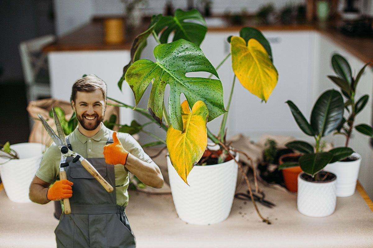 De ce îngălbenesc frunzele de la o plantă „perfect udată”