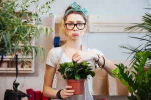 Planta care atrage energia negativă — și de ce mulți o țin în sufragerie