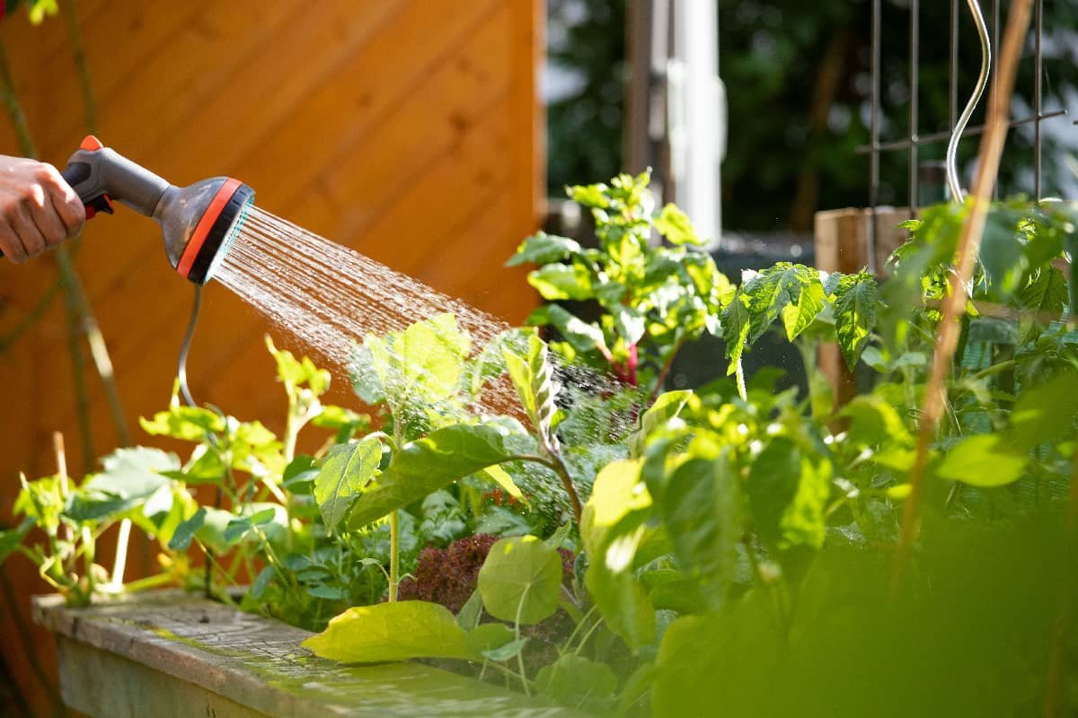 Udarea care ucide plantele fără să-ți dai seama: Cum să eviți această greșeală comună