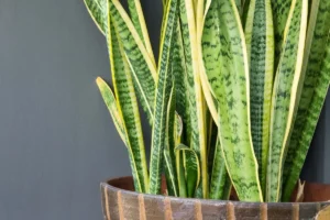 Planta care absoarbe toxinele din aerul casei