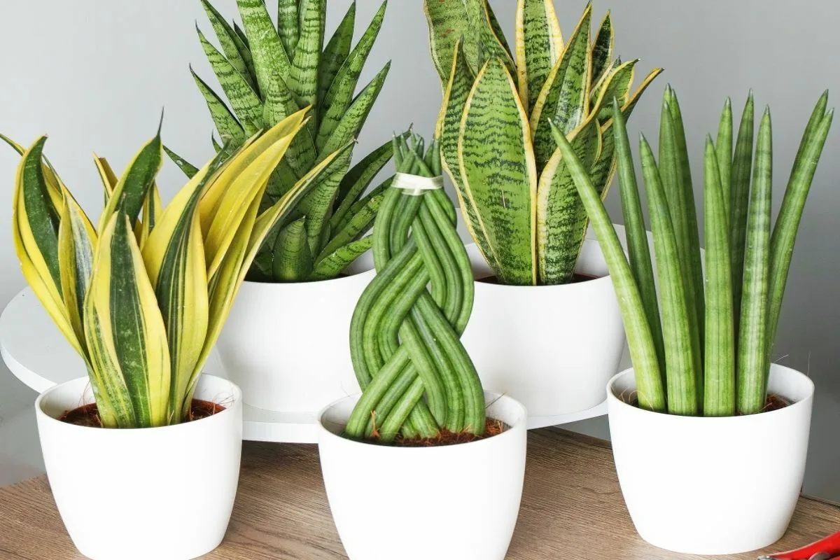 Planta care absoarbe toxinele din aerul casei