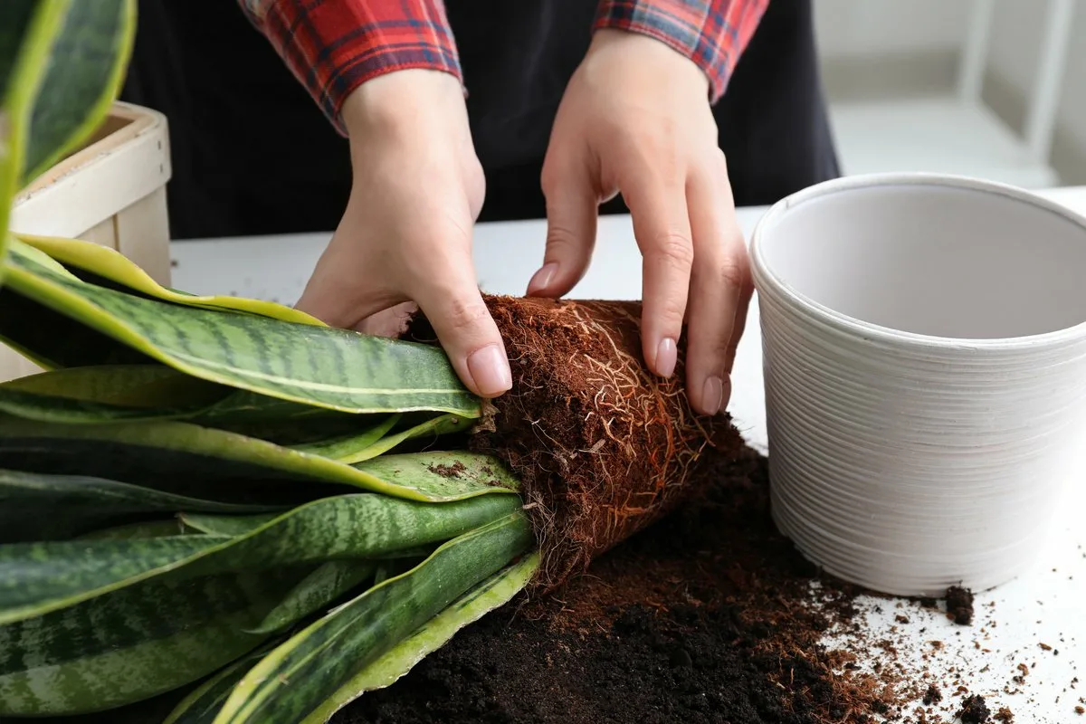 Planta care absoarbe toxinele din aerul casei