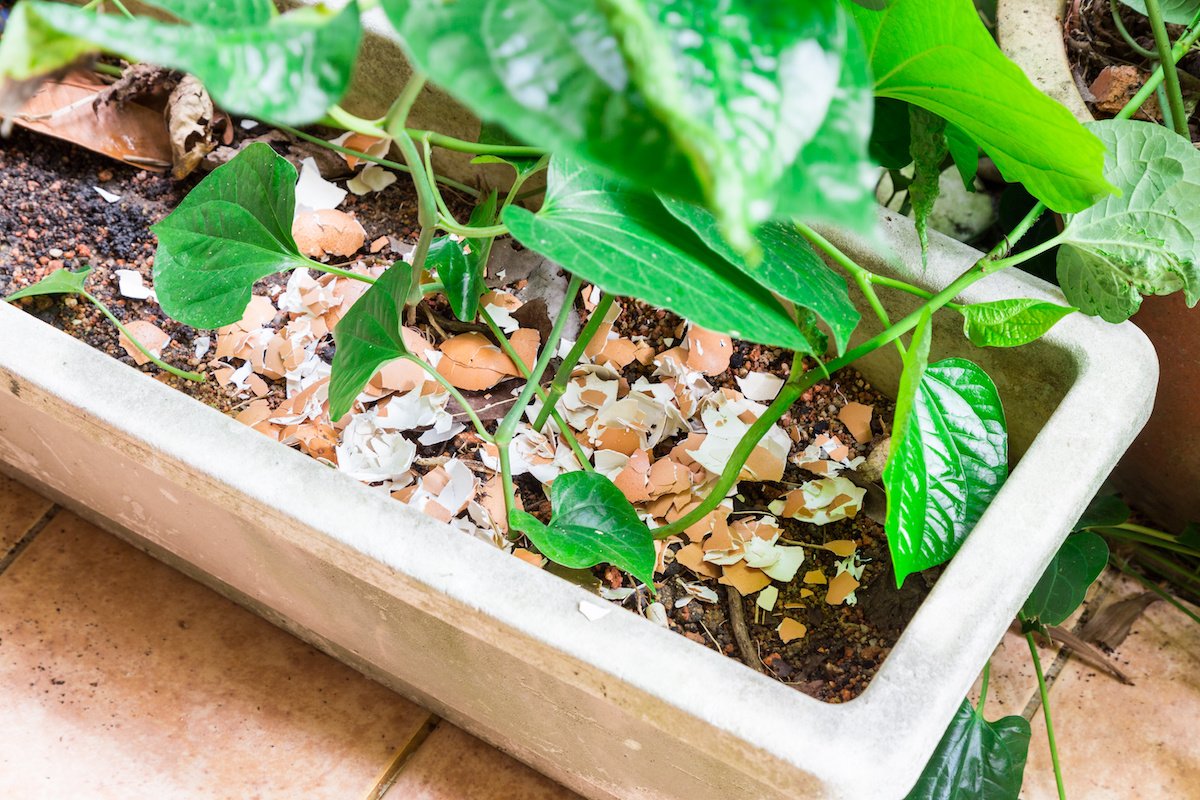 Trucul cu coji de ouă care îți salvează plantele: O soluție naturală pentru o grădină sănătoasă