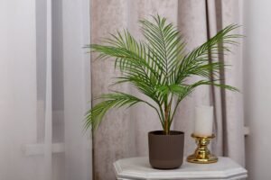Verdețuri contra alergiilor: Ce plante purifică aerul