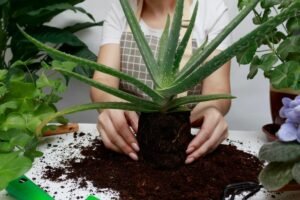 Cum să transplantezi aloe fără murdărie în 30 de secunde