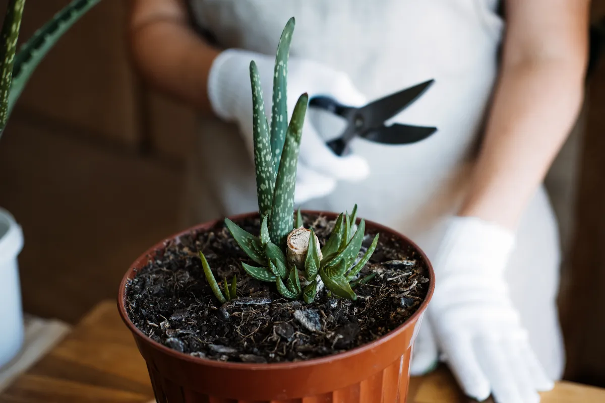 Cum să transplantezi aloe fără murdărie în 30 de secunde
