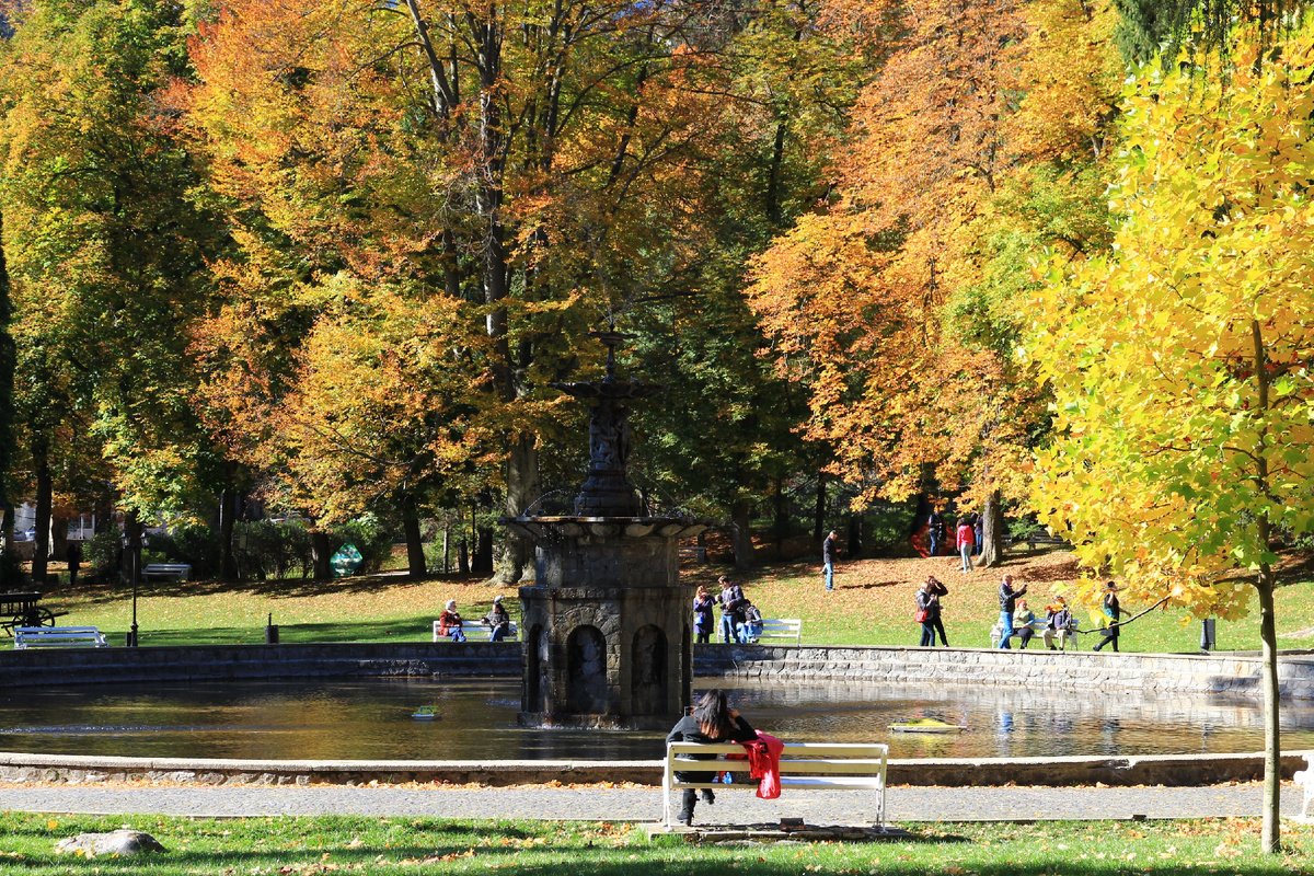 De ce copacii din București își pierd frunzele vara? Anomalie sau noua climă? Oamenii de știință trag un semnal de alarmă