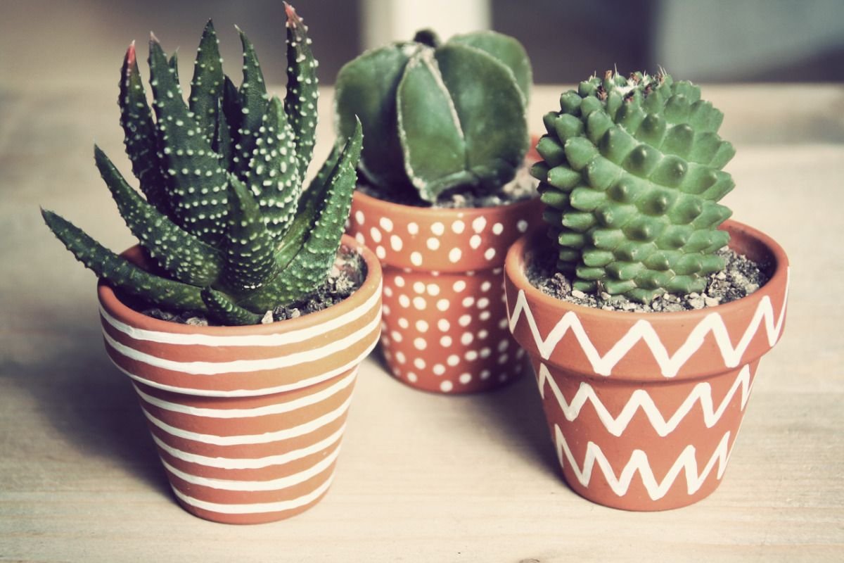 Cactuși – talismane ale casei: mituri și adevăruri