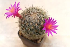 Cactuși – talismane ale casei: mituri și adevăruri