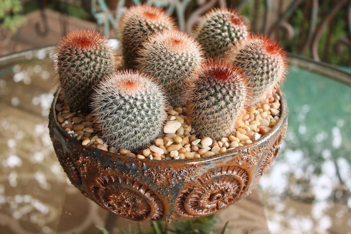 Cactuși – talismane ale casei: mituri și adevăruri