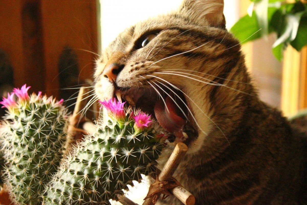 Farmecul cactușilor: de ce funcționează