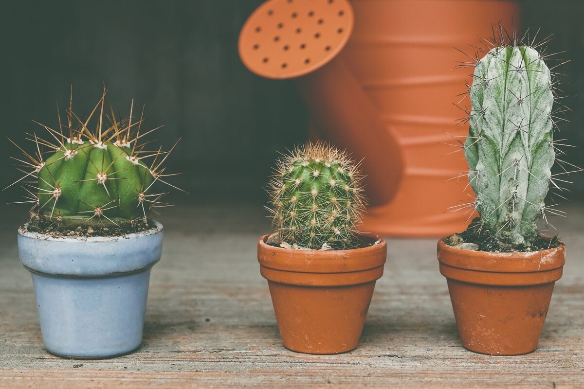Farmecul cactușilor: de ce funcționează