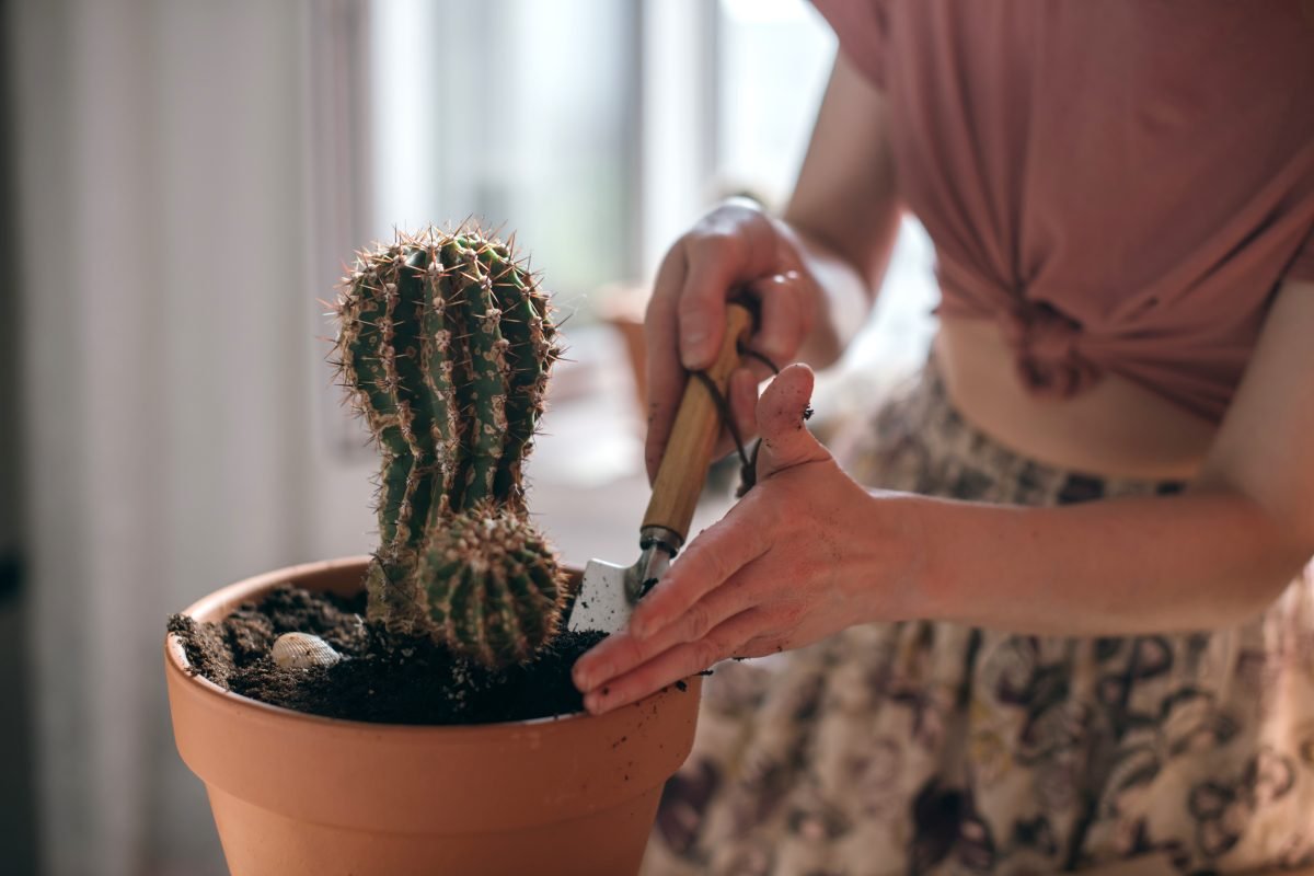 Cactusul a devenit periculos: De ce nu ar trebui să-l ții în dormitor