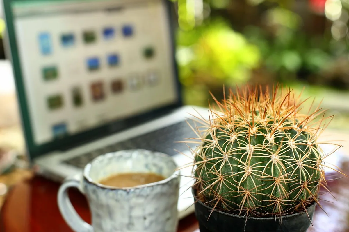 Cactusul a devenit periculos: De ce nu ar trebui să-l ții în dormitor