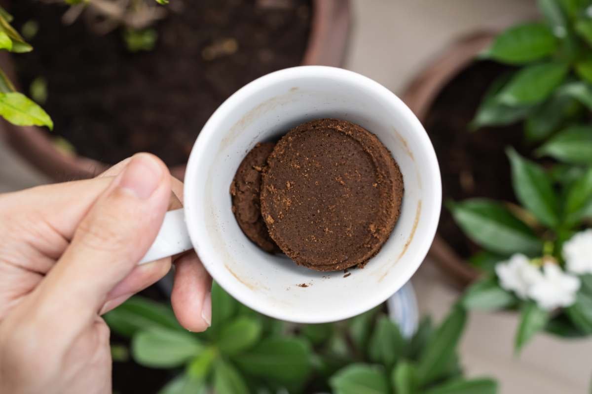 Udă plantele cu zaț de cafea și vei vedea diferența într-o zi!