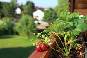 Grădină în coș: Cum cultivă româncele căpșuni acasă