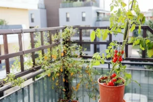 Cum să crești roșii fără chimicale pe balconul din Iași