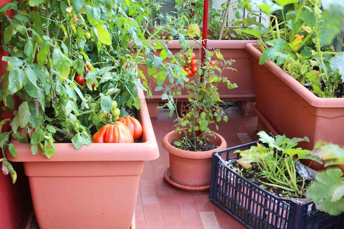 Cum să crești roșii fără chimicale pe balconul din Iași