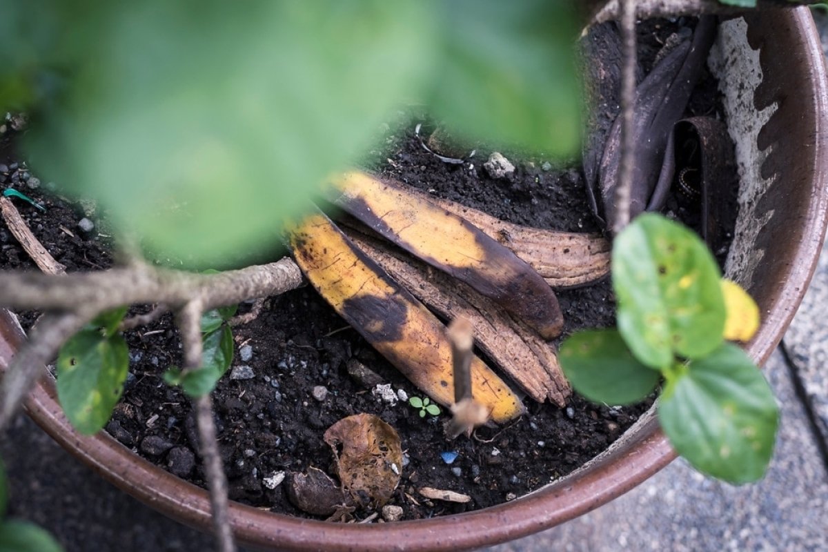 Coaja de banană – cel mai puternic îngrășământ pe care toată lumea l-a uitat!
