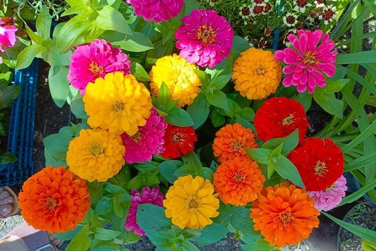 flori