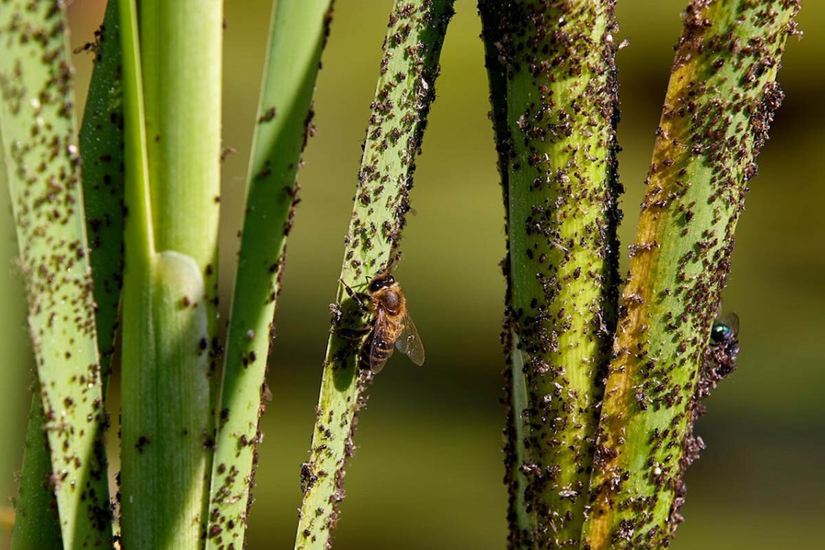 Scorțișoara împotriva dăunătorilor – un truc natural uimitor