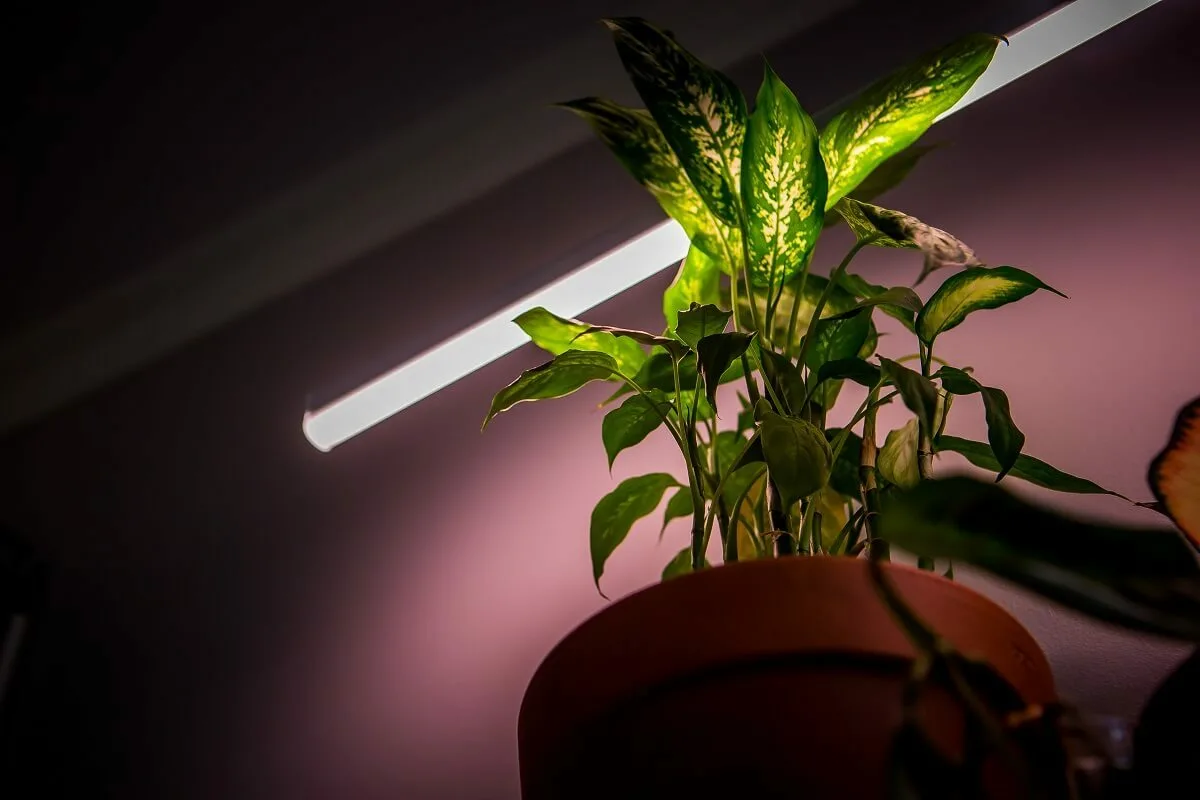Cum să faci un suport DIY suspendat pentru plante în 10 minute: simplu, rapid și spectaculos