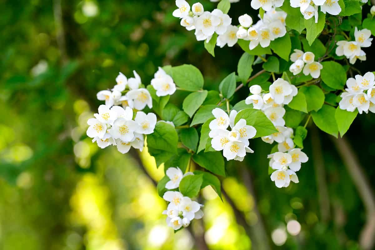 Flori somnoroase: ce plante să pui în dormitor