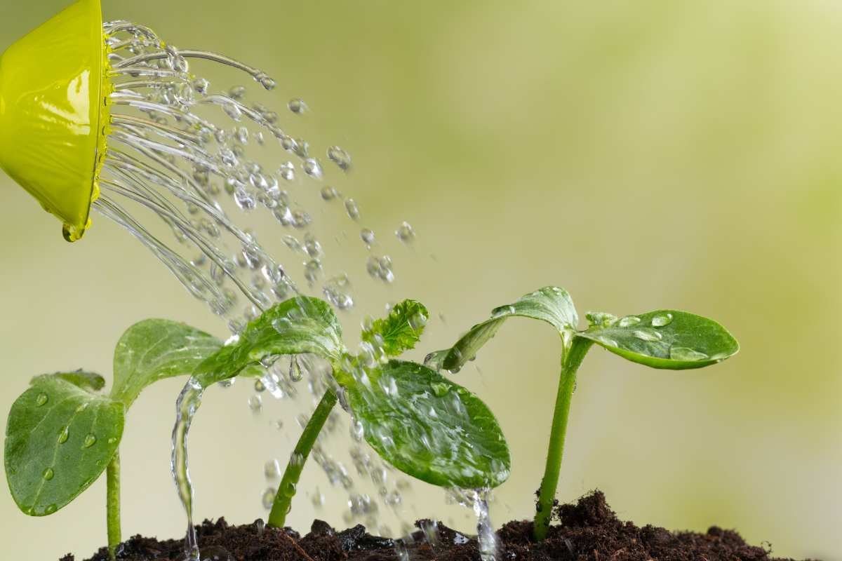 De ce grădinarii experimentați nu udă plantele în timpul zilei?