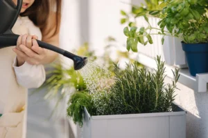 De ce grădinarii experimentați nu udă plantele în timpul zilei?