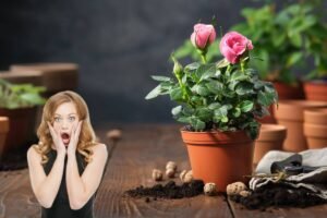 Floarea nu crește? Verifică... furculița!