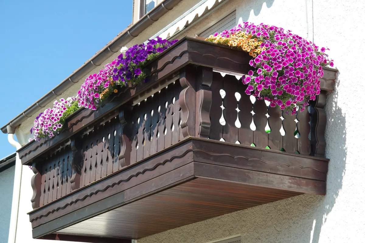 Balcoane-magnet din Timișoara: florile care „cântă”