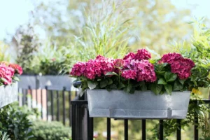 Balcoane-magnet din Timișoara: florile care „cântă”