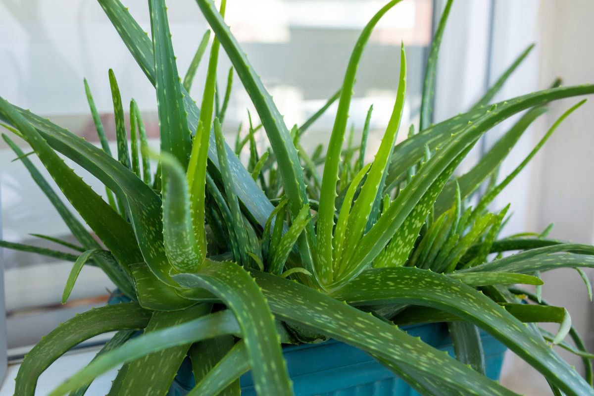Vedere și frunze: plantele care ajută ochii