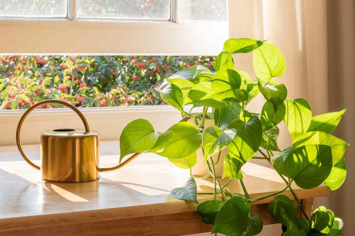 Vedere și frunze: plantele care ajută ochii