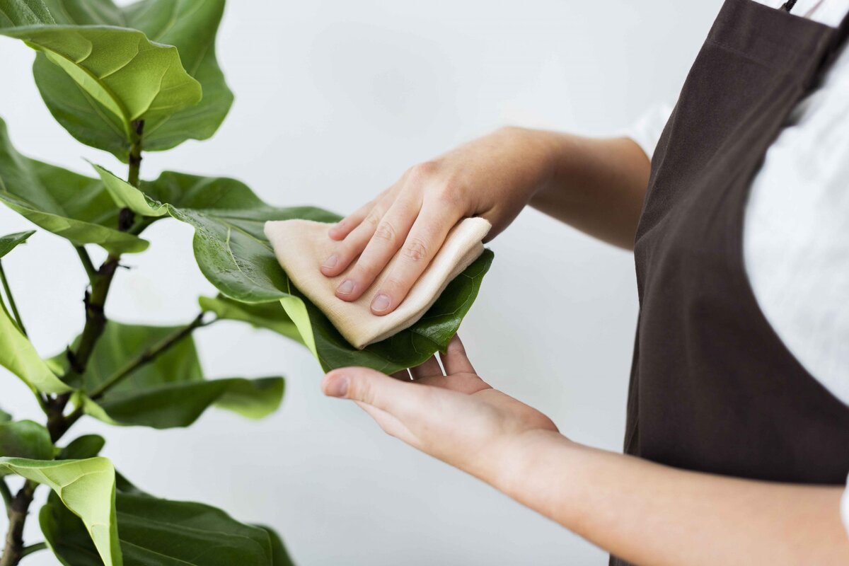 Praf pe frunzele plantelor? Încearcă să le ștergi… cu lapte