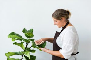 Praf pe frunzele plantelor? Încearcă să le ștergi… cu lapte
