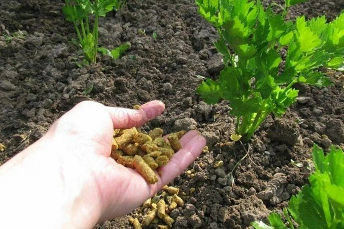 Muștarul