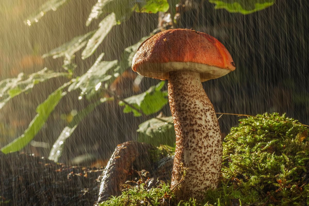 De ce e mai bine să nu culegi ciuperci după ploaie?