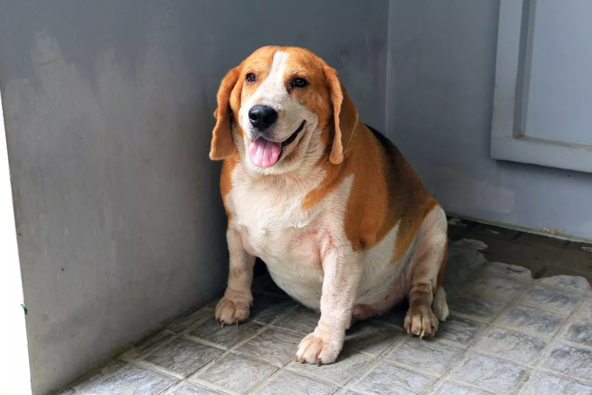 Greșeala des întâlnită care îngrașă câinii