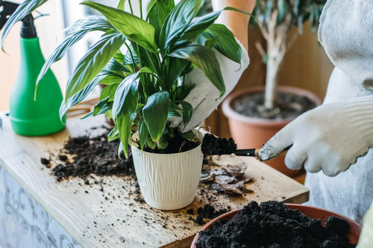 Cum să-ți înmulțești plantele fără bani – trucuri pentru o mini-junglă acasă